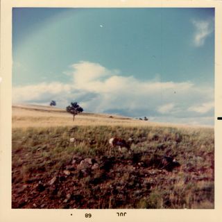 A 60s instant photo from the car window of a pleasant sloping landscape with a deer in the foreground a tree in the distance and blue sky.