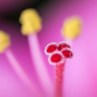 A red flower stamen with yellow pollen against pink petals in the background.