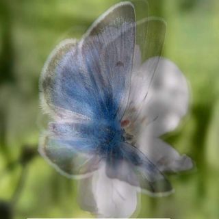 A blue moth on white flower in a green field.